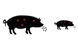 Pig plague icons