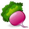 Radish icon
