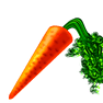 Carrot icon