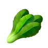 Chinese Spinach icon