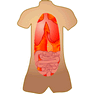 Anatomy icon