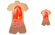 Anatomy icons