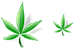 Hemp leaf SH icons