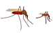 Mosquito icons