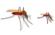 Mosquito SH