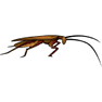 Cockroach icon