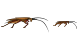 Cockroach icons