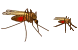 Mosquito icons