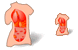 Anatomy SH icons