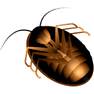 African Cockroach icon