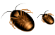 African cockroach icons