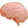 Brain icon