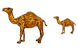 Camel icons